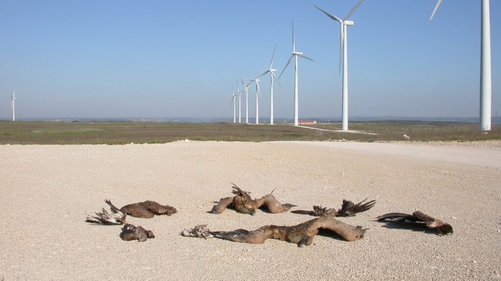 Bird Deaths